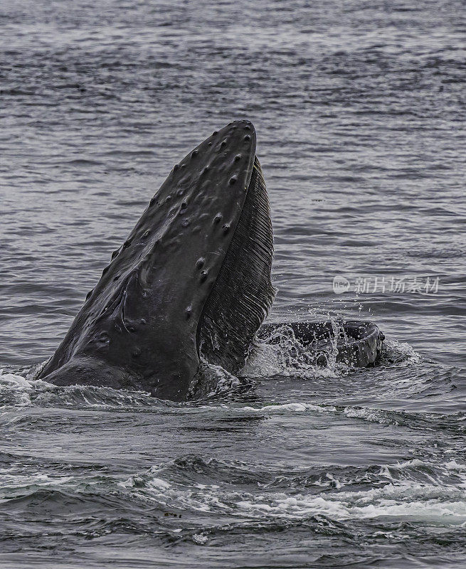 座头鲸是长须鲸的一种。它是一种rorqual (Balaenopteridae家族的成员)，是大翅目属的唯一物种。弗雷德里克海湾，阿拉斯加。嘴,鲸须。